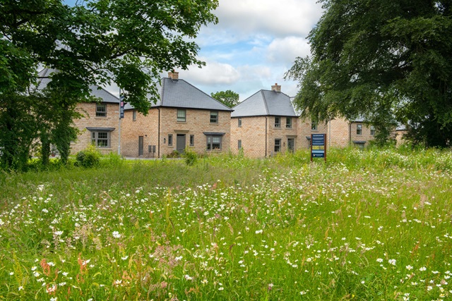 Wildflower meadow at Centurion Meadows